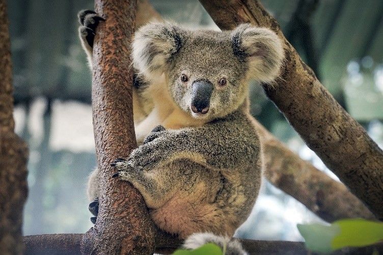 Koala1